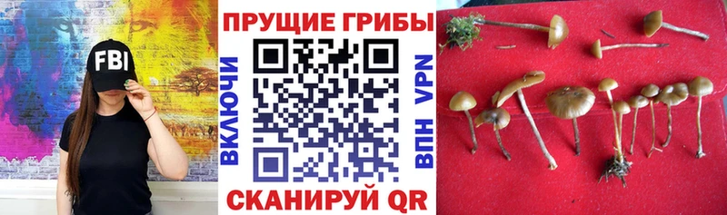 Купить где  Алзамай  Галлюциногенные грибы мицелий 